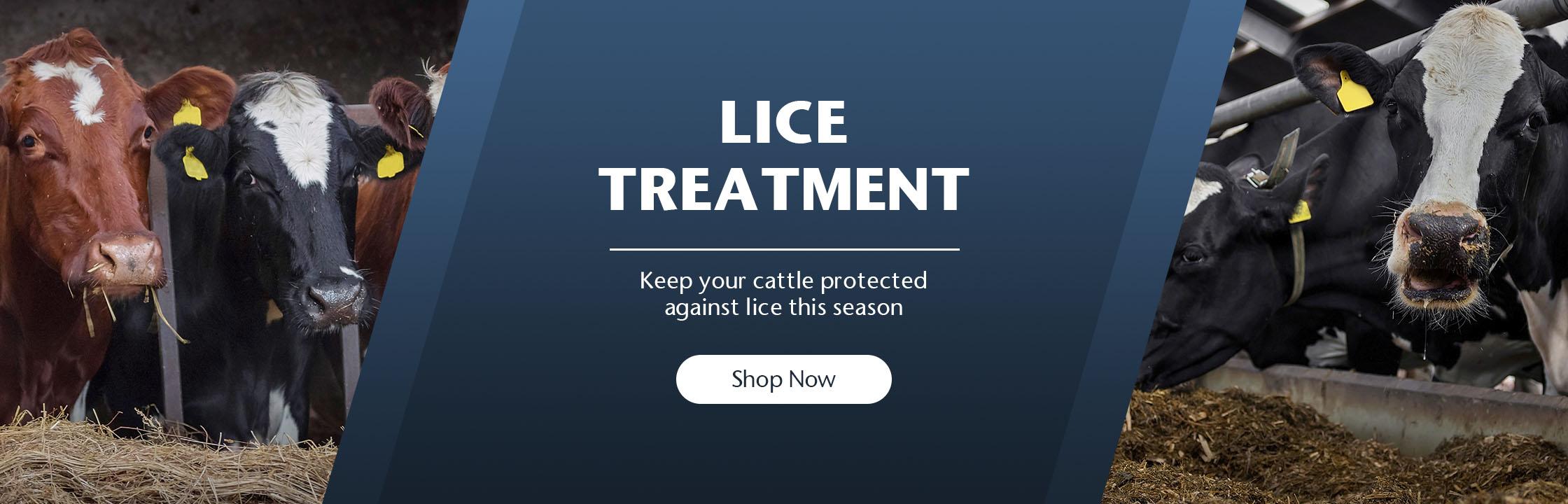 Lice Treatment
