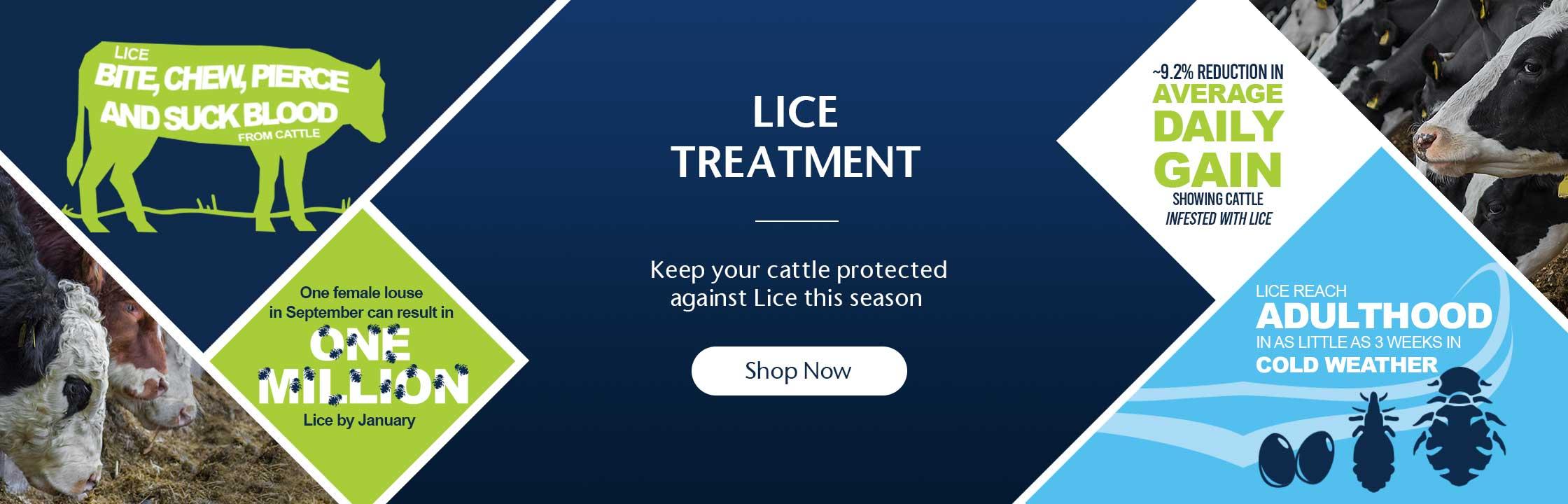 Lice Treatment