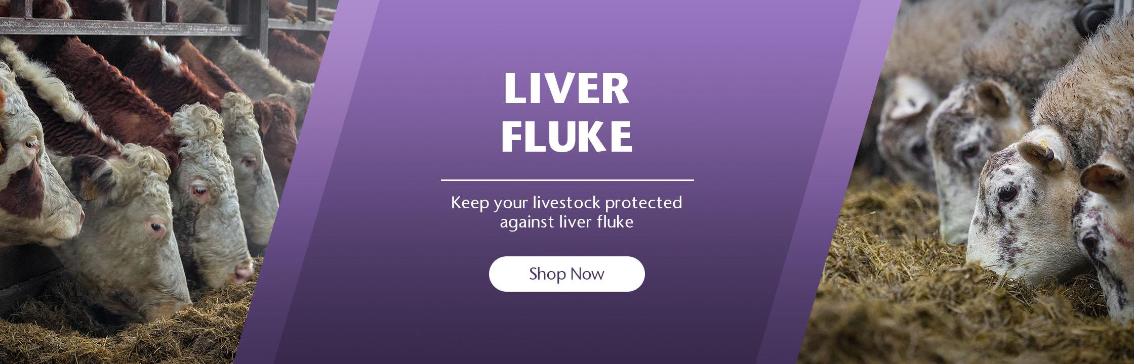 Liver Fluke