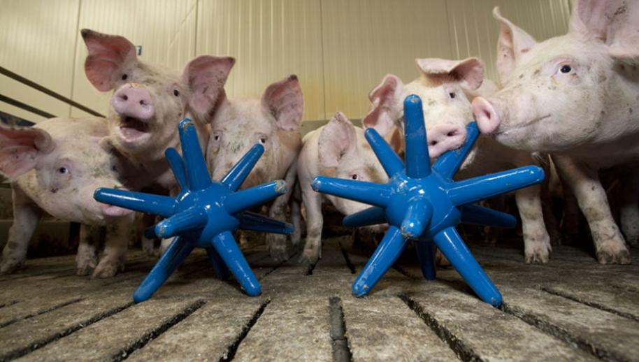  Easyfix Luna 86 Enrichment Pig Toy