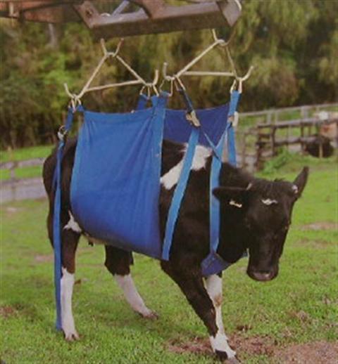  Medium Daisy Lifter Cow Lifter 