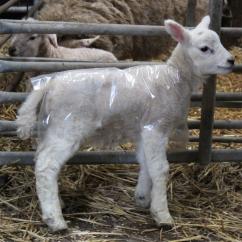 Clear Slip Over Standard Lamb Macs image