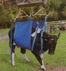 Medium Daisy Lifter Cow Lifter  image